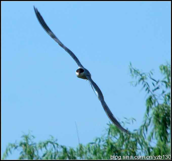 高尔基笔下的海燕是什么鸟？（组图）（蒙古行2）