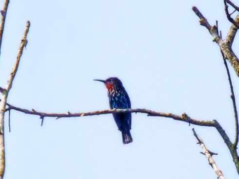 绝色攀禽:佛法僧目之蜂虎 绝色攀禽:佛法僧目之蜂虎