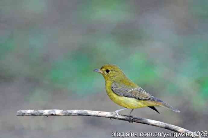 雌性绿背姬鶲（19）