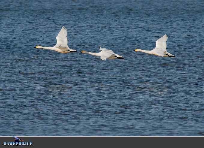 三月到昆明湖看天鹅 三月到昆明湖看天鹅