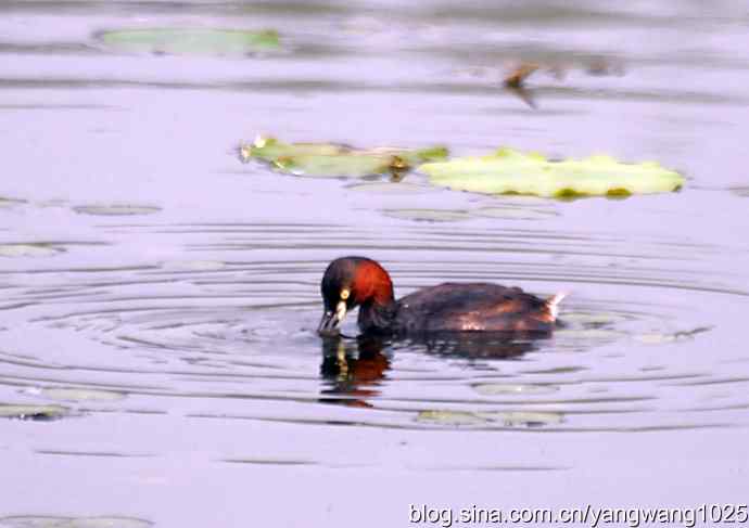 早餐 wbr鈥斺斝t捕鱼纪实