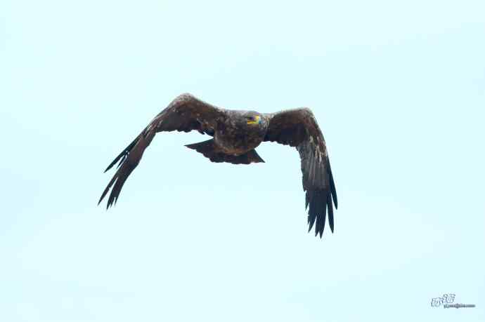 一组草原雕迎面起飞和飞行图（拍摄距离60米）