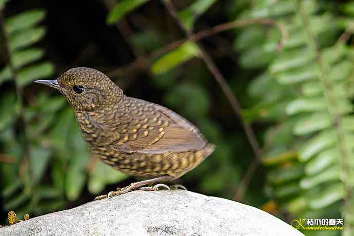 卤蛋鈥斝×坌仞责