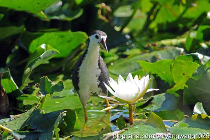 白胸苦恶鸟（5）