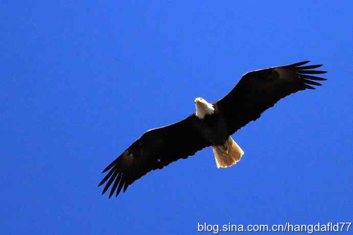 雄鹰在这里展翅飞过