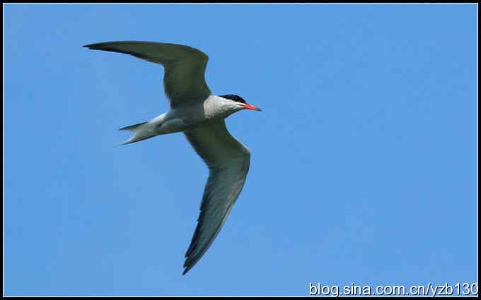 高尔基笔下的海燕是什么鸟？（组图）（蒙古行2）