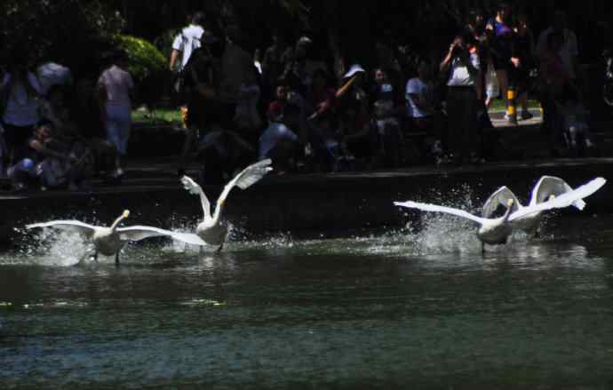 飞（白天鹅） wbr1