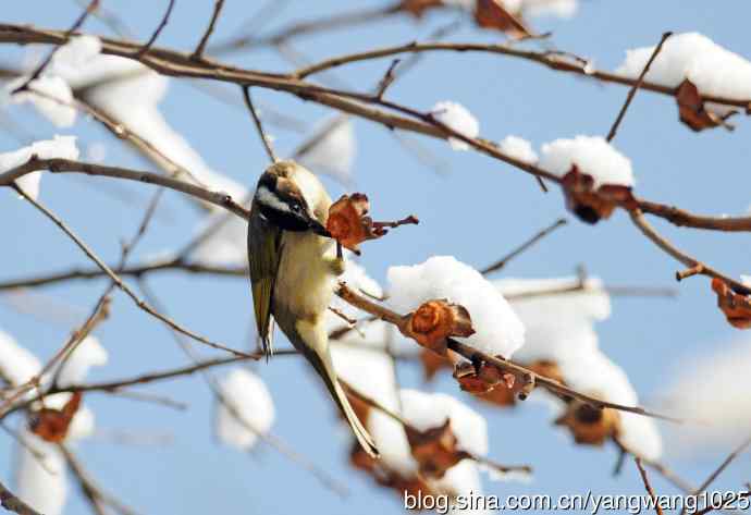 雪中觅食的白头鹎