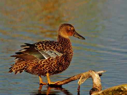 欣赏:美丽的钻水鸭5 欣赏:美丽的钻水鸭5