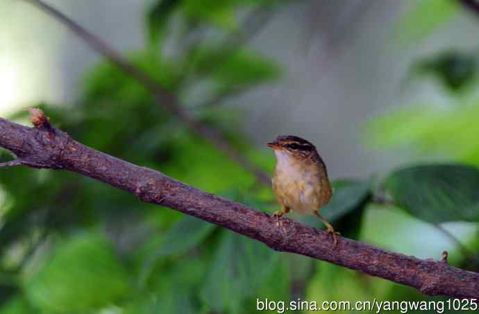 浴（极北柳莺）