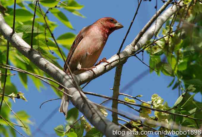 朱雀和北宫的鸟