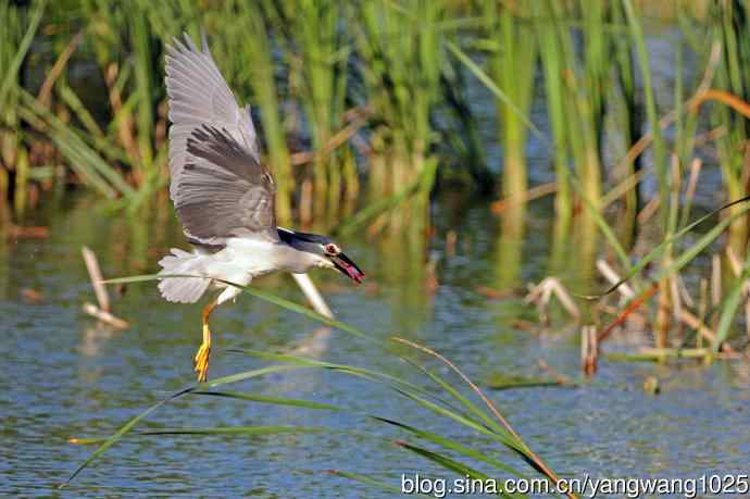 捕鱼的夜鹭（2）