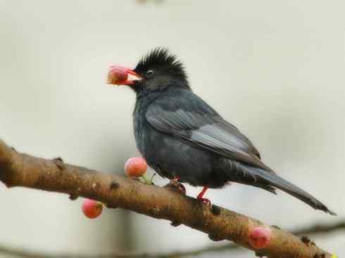 家禽驯化之源之三十（红耳鹎、领雀嘴鹎）