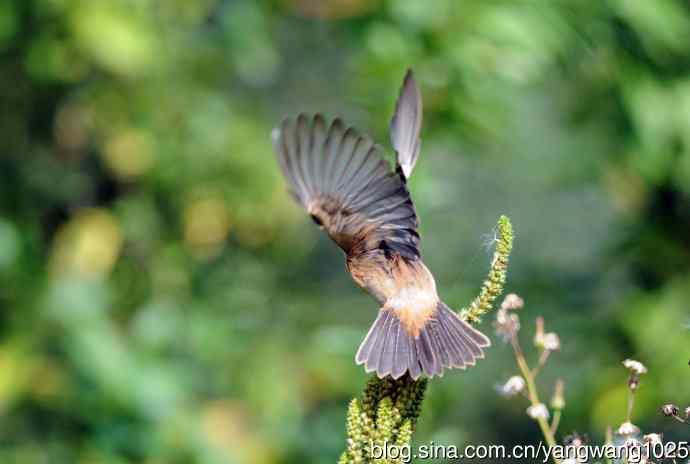 雌性黑喉石即鸟（3）