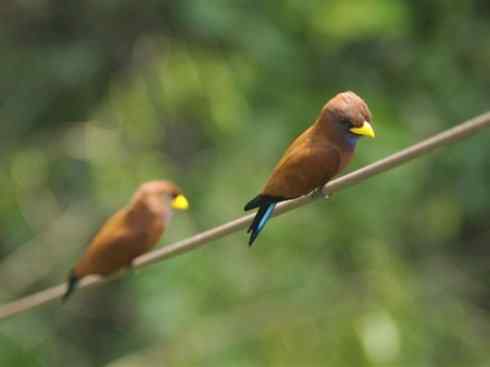 绝色攀禽：佛法僧目之三宝鸟