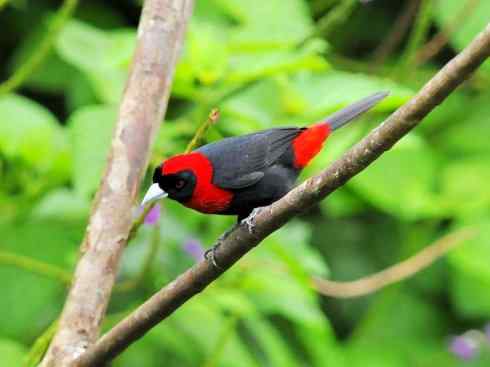 极品红色鸟类：巴西仲嘴雀