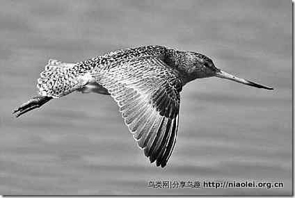 黑尾豫鸟：连飞万里