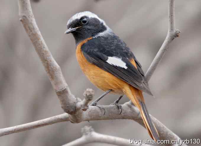 春节过后首次擦枪(组图)