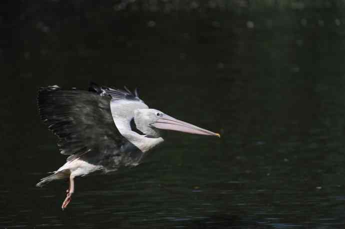 再拍大鹈鹕 wbr8