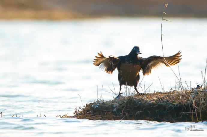 一组斑脸海番鸭逆光起飞