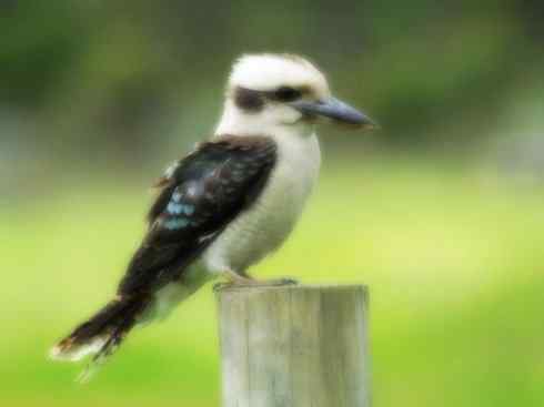 天生猎手：非猛禽类猎手之二（雀鸟也是屠夫——伯劳）