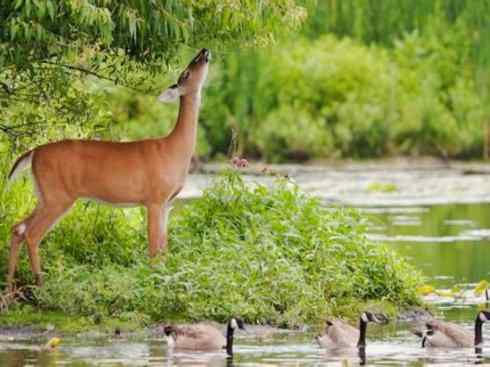 麒麟：传说的兽原型探秘（白尾鹿）