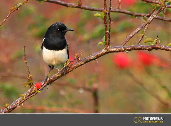 西双版纳拍鸟之二【实拍】