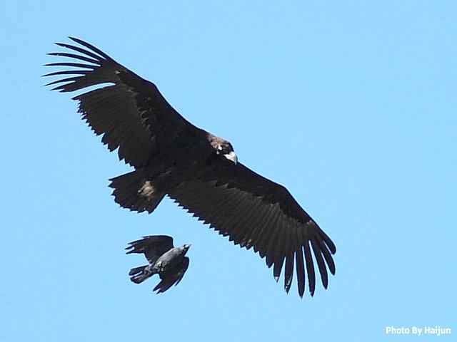 峡谷中 wbr. wbr沐浴阳光的秃鹫