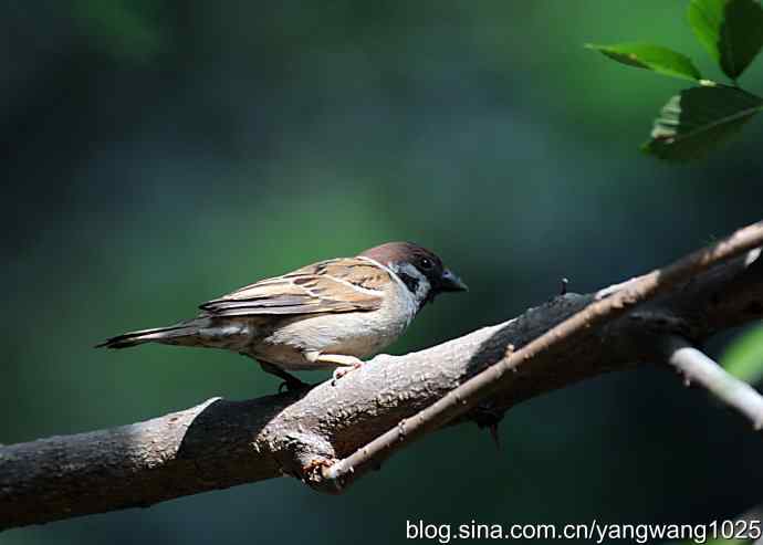 北京天坛公园的鸟类——麻雀