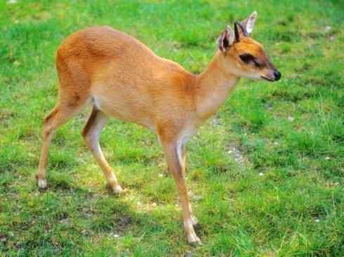 麒麟：传说的兽原型探秘（紫羚）