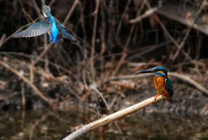 小翠儿的幸福生活