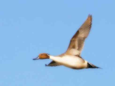 雁鸭之最之六（丑鸭、秋沙鸭、花脸鸭、针尾鸭）