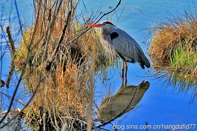 大蓝鹭(5) 大蓝鹭(5)