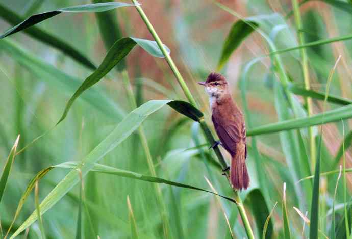 东方大苇莺（2）