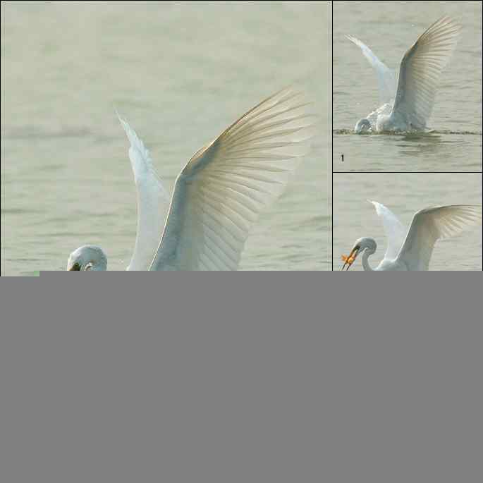 白鹭捕红鱼 白鹭捕红鱼