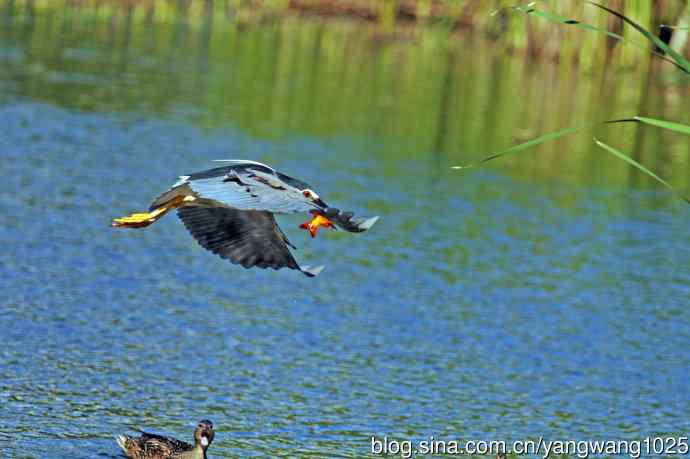 捕鱼的夜鹭（2）