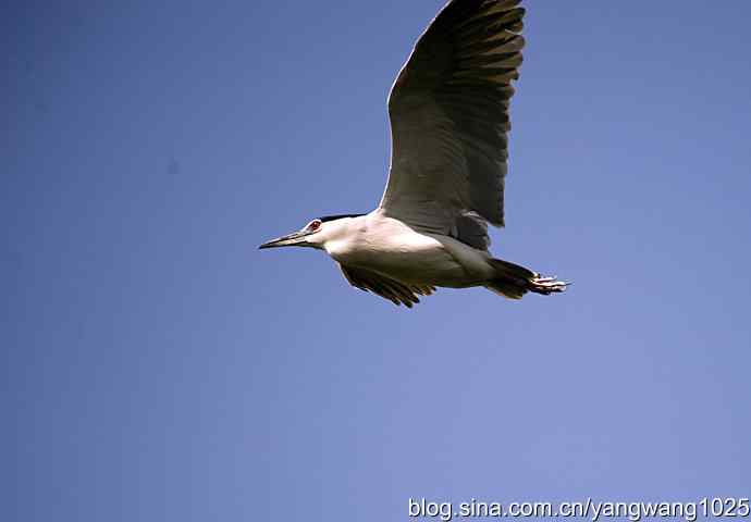 建家筑巢（夜鹭）