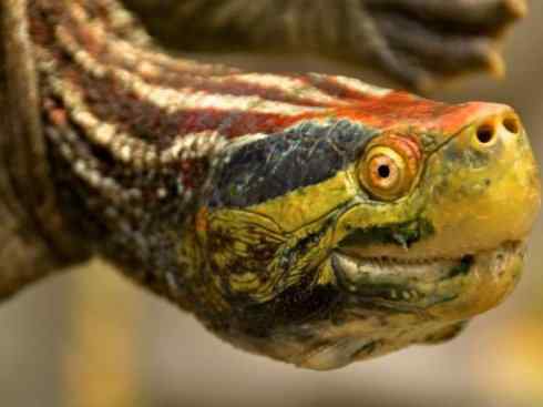 玄武：传说的兽原型探秘（潮龟）