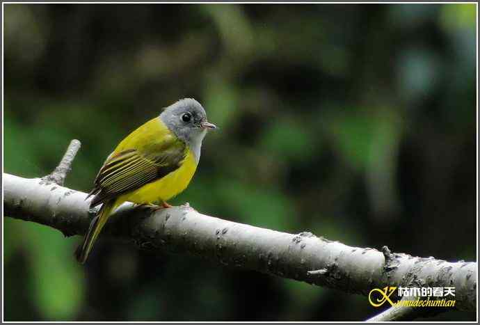 小鸟鈥湻轿阐l鈥潯菊掌