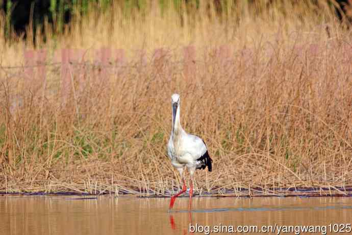 东方白鹳（11）