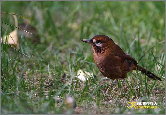 噪鹛系列之一：灰翅噪鹛【照片】