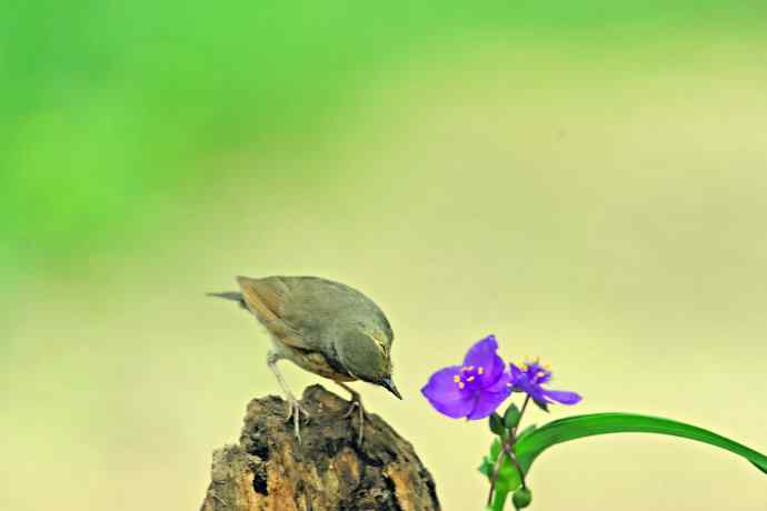 雌性蓝歌鸲与紫露草（1）