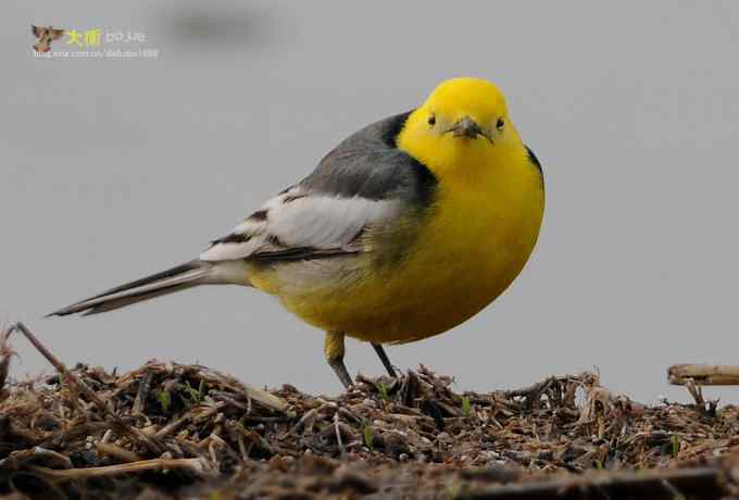 黄头鹡鸰：鹡鸰科最美的鸟儿