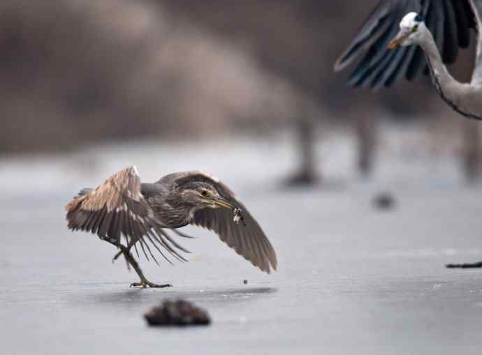 以大欺小 wbr倚强凌弱 以大欺小 wbr倚强凌弱