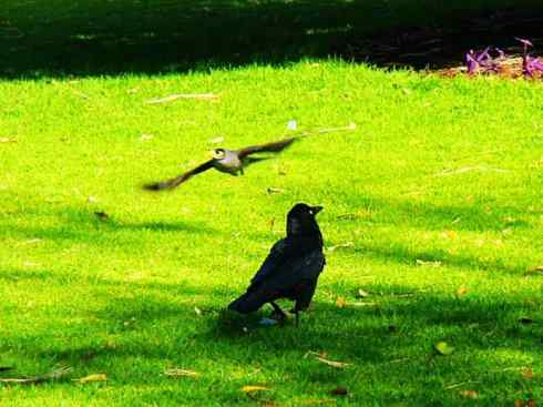 雀鸟也彪悍：鸟中恶霸（黑头矿鸟）