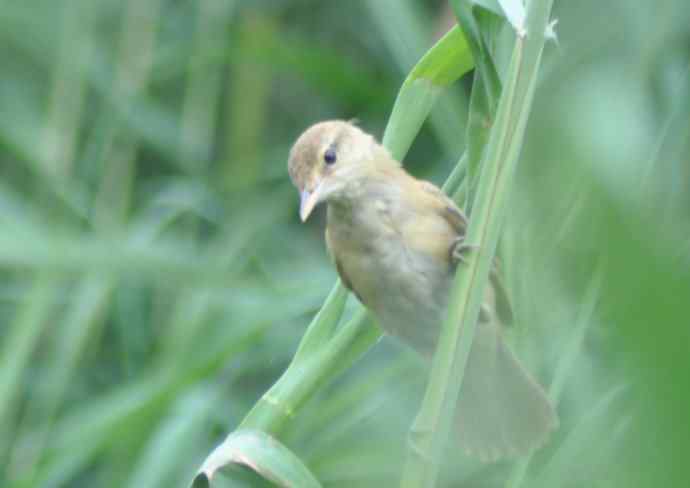 很难捕捉的苇莺 wbr2 很难捕捉的苇莺 wbr2