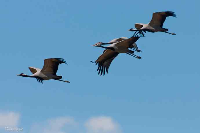 鹤舞秋风劲 蓝天浮云长