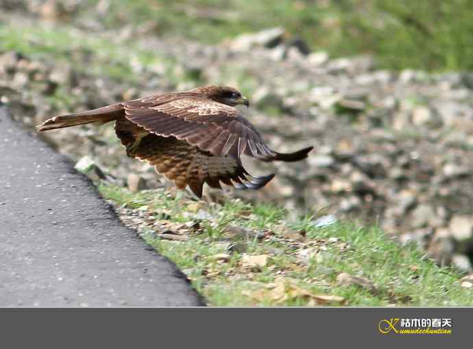 红原大草原的鈥満陴扳