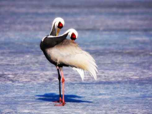 自然奇观：动物大迁徙(鹤类)