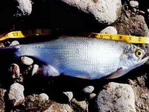 鱼类活化石：月眼鱼